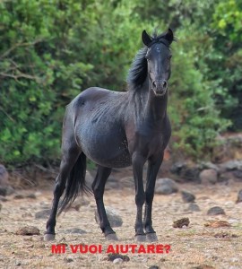 SOS Cavallini della Giara