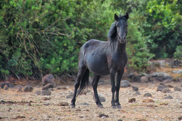 Cavallino della Giara (Equus caballus jarae)