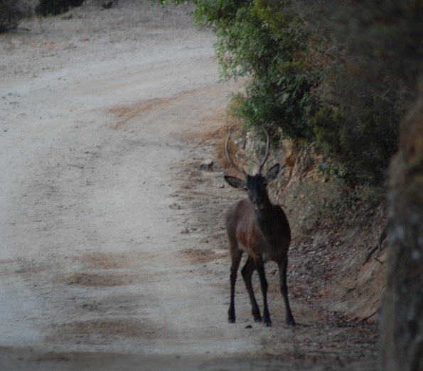 Cervo sardo (Cervus elaphus corsicanus)
