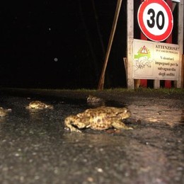 segnaletica stradale per i Rospi (da www.laprovinciadilecco.it) 