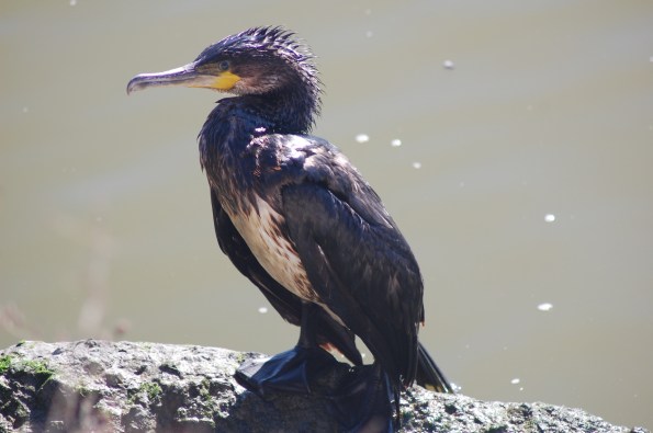 Cormorano (Phalacrocorax carbo)