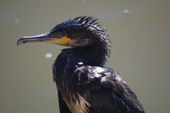 Cormorano (Phalacrocorax carbo)