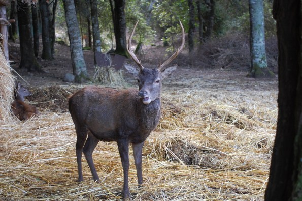 Sette Fratelli, recinto faunistico di Maidopis, Cervo sardo (Cervus elaphus corsicanus)
