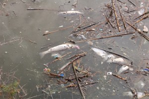 Cagliari, canale Molentargius, morìa pesci