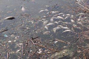 Cagliari, canale Molentargius, morìa di pesci