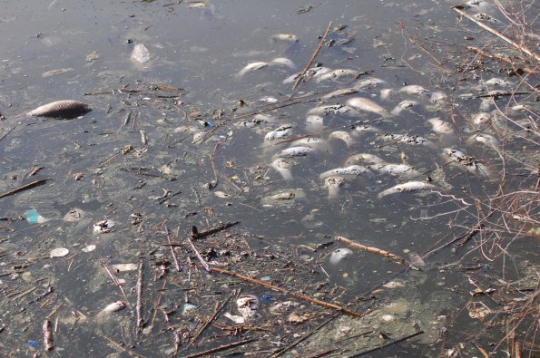 Cagliari, canale Molentargius, morìa di pesci