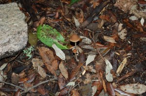 funghi nel sottobosco