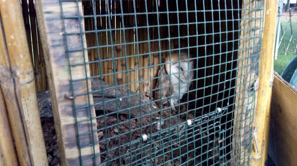 Piazzola sul Brenta, Fiera di San Martino, Barbagianni  (Tyto alba) esposto in una piccola gabbia (nov. 2014)