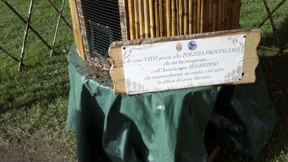 Piazzola sul Brenta, Fiera di San Martino (nov. 2014)