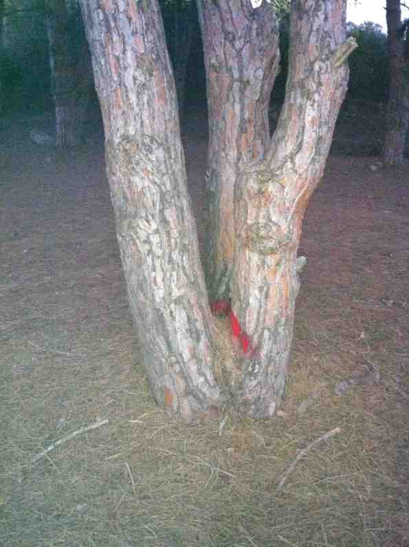 Carloforte, Pineta di Nassetta, albero segnato, probabilmente per il futuro taglio