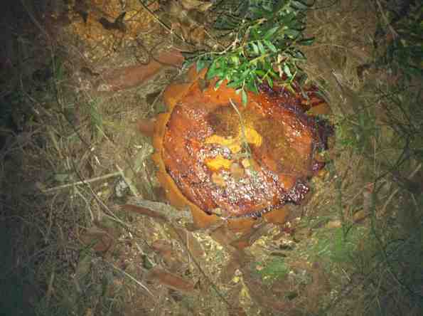 Carloforte, Pineta di Nassetta, albero tagliato