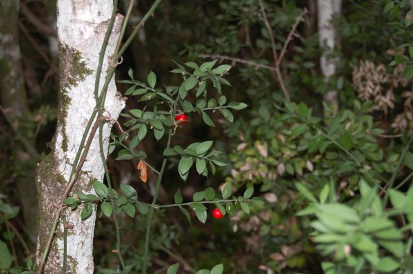 Pungitopo (Ruscus aculeatus)