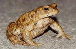 Rospo comune (Bufo&nbsp;bufo)