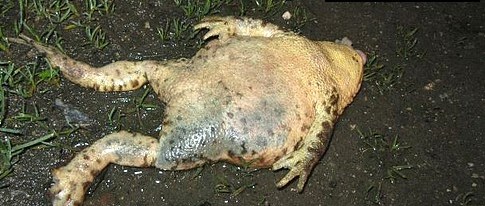 Rospo comune (Bufo bufo) investito sulla strada in località Valsanzibio, di fronte Villa Barbarigo