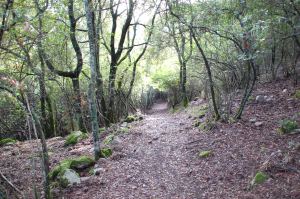 Sette Fratelli, Foresta demaniale, sentiero nel bosco