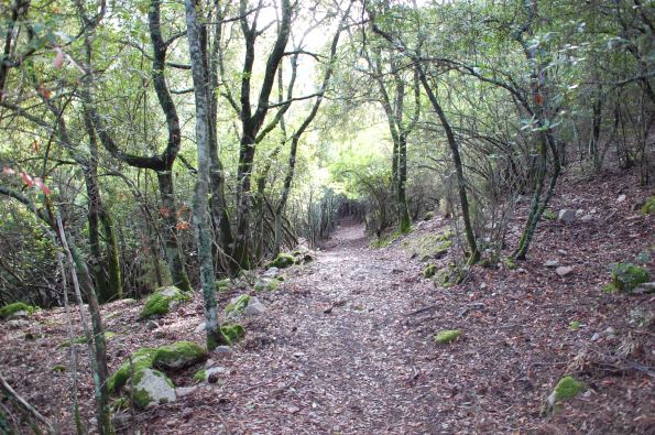 Sette Fratelli, Foresta demaniale, sentiero nel bosco