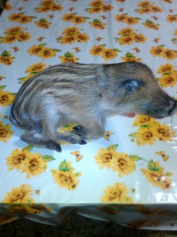 piccolo di Cinghiale (Sus scrofa meridionalis) morto (da Facebook)