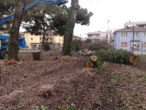 Padova, alberi tagliati