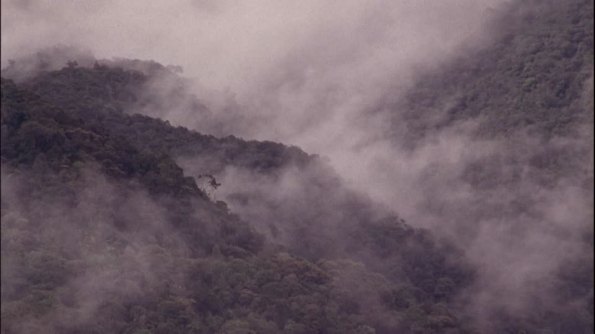 Sumatra, foresta tropicale