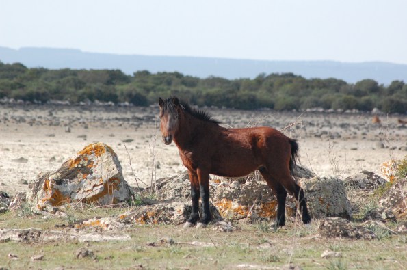 Cavallino della Giara