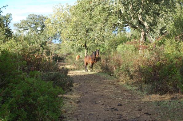 Cavallini della Giara (7 dicembre 2014)