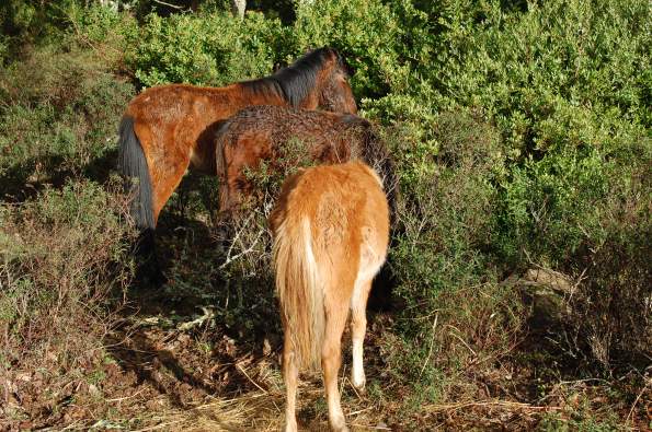 Cavallini della Giara presso un sito di distribuzione del foraggio (7 dicembre 2014)