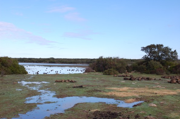 Giara, Pauli Majori, foraggio per Is Cuaddeddus (7 dicembre 2014)