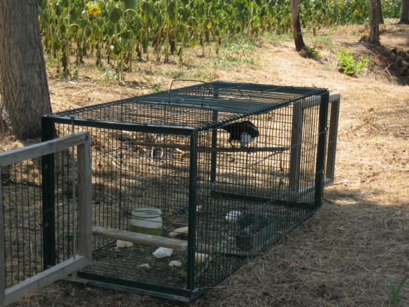 Provincia di Padova, gabbie trappola “Larsen” per Corvidi