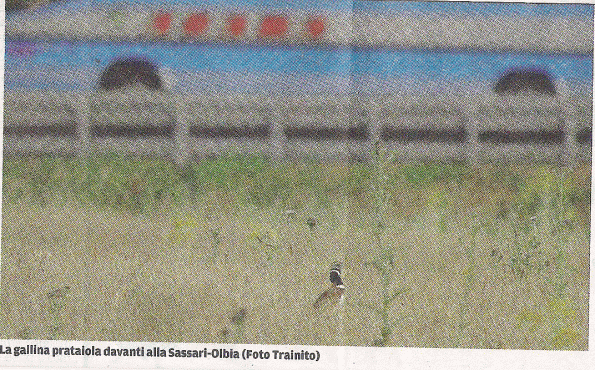 la Gallina prataiola davanti alla strada statale "Sassari - Olbia" (da La Nuova Sardegna)