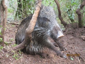 Cinghiale (Sus scrofa meridionalis) "impiccato" nella trappola