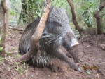 Cinghiale (Sus scrofa meridionalis) “impiccato” nella&nbsp;trappola