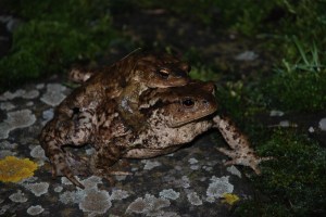 Colli Euganei, Rospi in migrazione