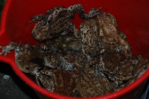 Colli Euganei, Rospi aiutati nella migrazione dai volontari (vengono posti in bacinelle per poi esser liberati oltre le strade)