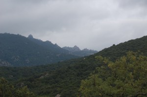 Sardegna, bosco