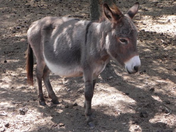 phoca_thumb_l_dscn2736