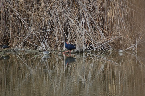 Pollo sultano (Porphyrio porphyrio)
