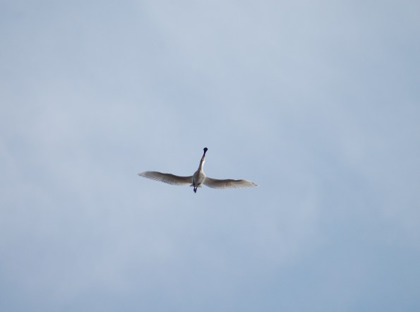 Spatola (Platalea leucorodia)