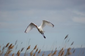 Airone bianco maggiore (Ardea alba)