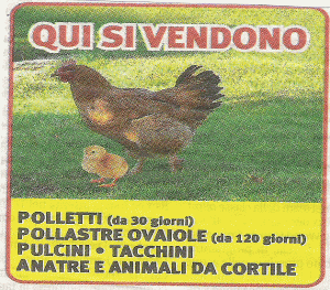 avviso vendita polli