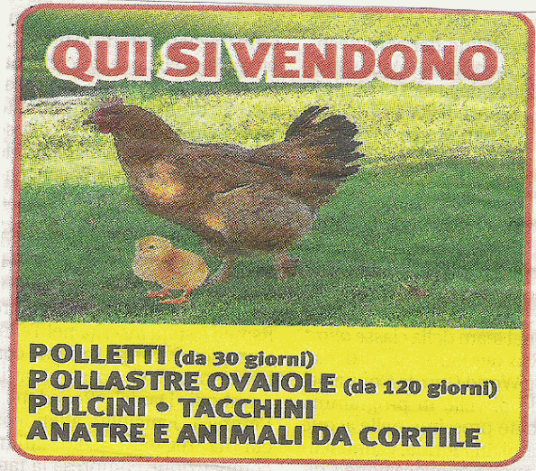 avviso vendita polli