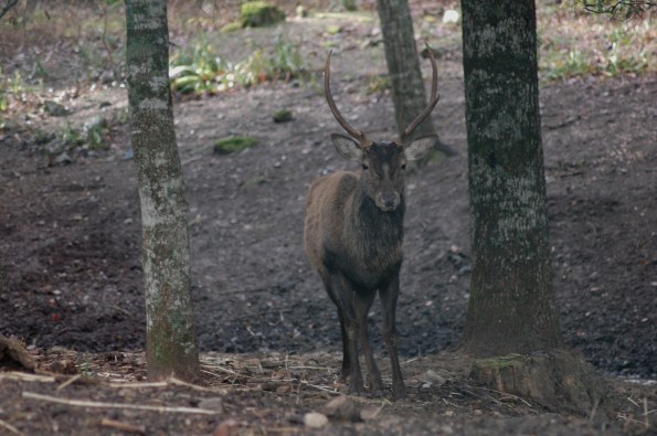 Cervo sardo (Cervus elaphus corsicanus)