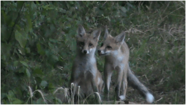 Volpi (Vulpes vulpes) a Selvazzano Dentro