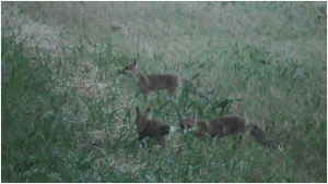 Volpi (Vulpes vulpes) a Selvazzano Dentro