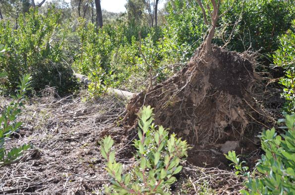 Foresta demaniale Marganai, area dei primi interventi di taglio (loc. Caraviu e su Isteri, Comune di Domusnovas) 