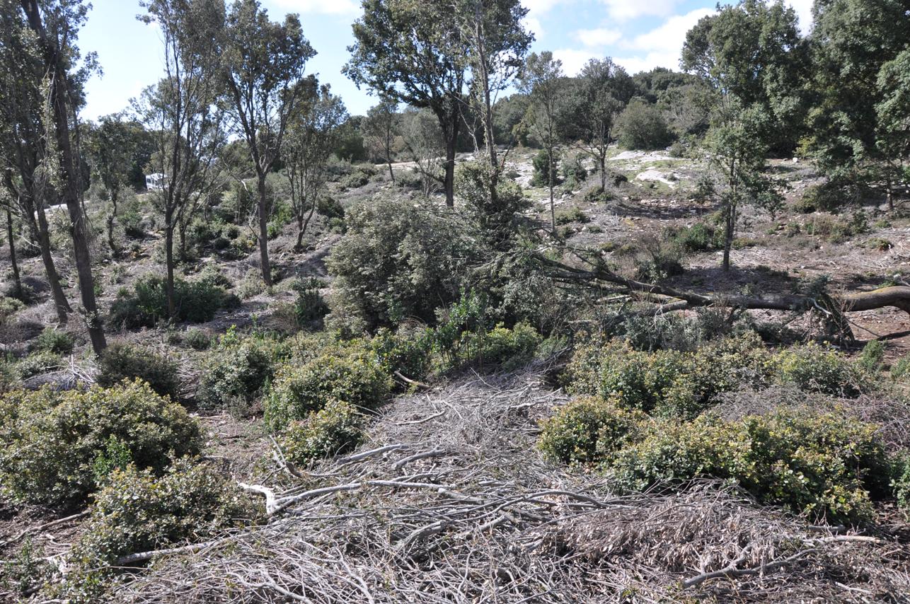 Foresta demaniale Marganai, area dei primi interventi di taglio (loc. Caraviu e su Isteri, Comune di Domusnovas)