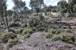 Foresta demaniale Marganai, area dei primi interventi di taglio (loc. Caraviu e su Isteri, Comune di&nbsp;Domusnovas)