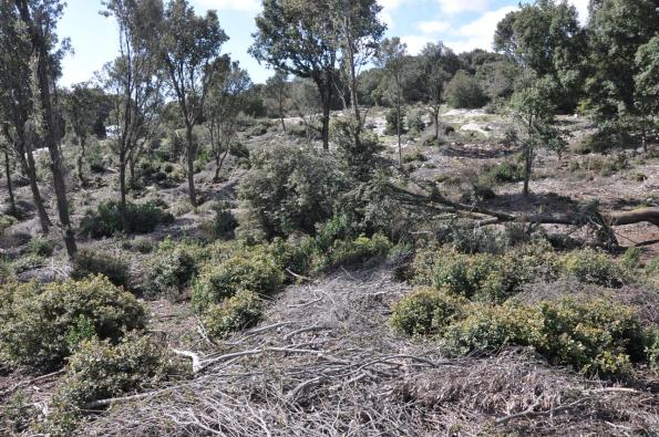 Foresta demaniale Marganai, area dei primi interventi di taglio (loc. Caraviu e su Isteri, Comune di Domusnovas)