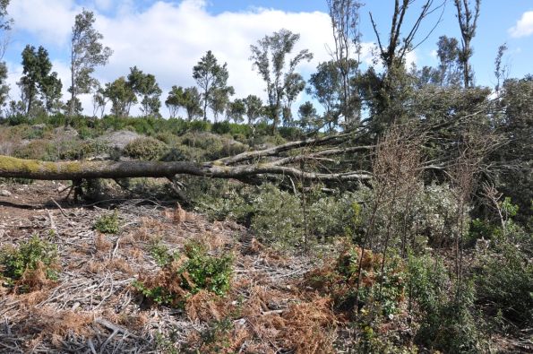 Foresta demaniale Marganai, area dei primi interventi di taglio (loc. Caraviu e su Isteri, Comune di Domusnovas) 