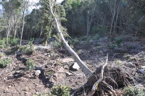 Foresta demaniale Marganai, area dei primi interventi di taglio (loc. Caraviu e su Isteri, Comune di Domusnovas)