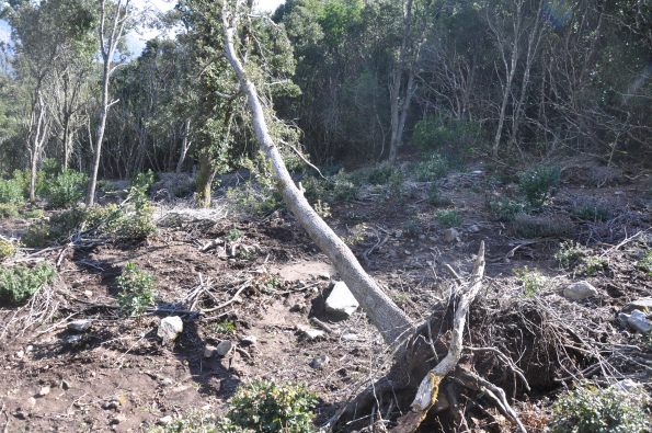 Foresta demaniale Marganai, area dei primi interventi di taglio (loc. Caraviu e su Isteri, Comune di Domusnovas)